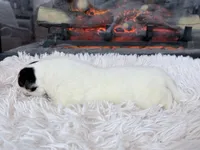 processed/3a524e41-d92b-448e-b297-986a9f70feeb/listing/d1adc900-59ff-43a0-8ae9-6de6918641eb/877673de-5dfb-4dc8-9d44-d0f427088b1b