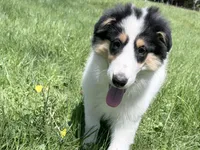Helen - Gen. Clear AKC, a female Collie for sale in Dryden, VA – 7 of 9