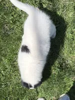 Helen - Gen. Clear AKC, a female Collie for sale in Dryden, VA – 8 of 9