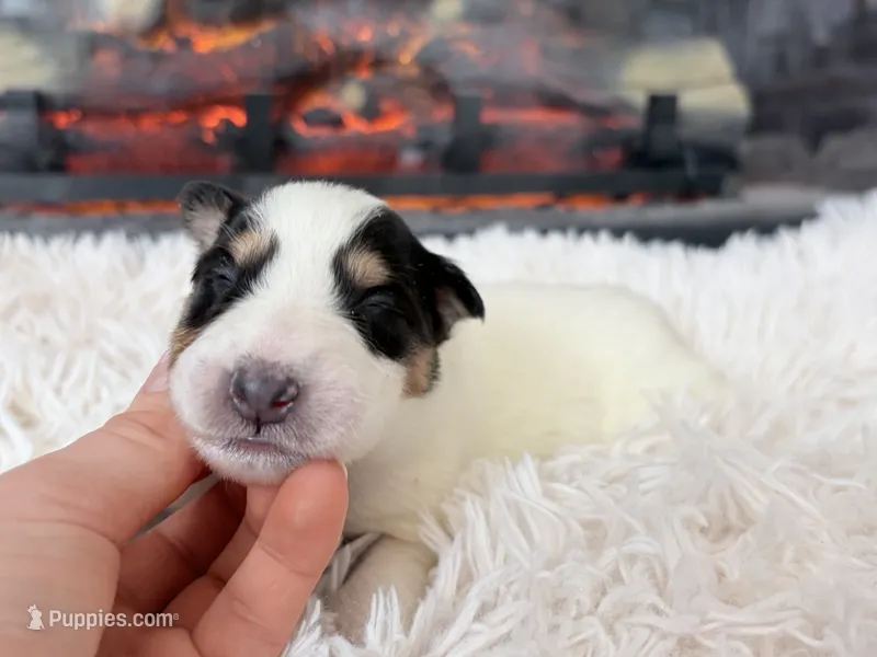 Helen - Gen. Clear AKC