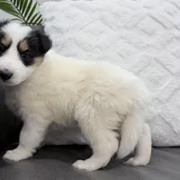 Helen - Gen. Clear AKC, a female Collie for sale in Dryden, VA – Photo 3 of 7