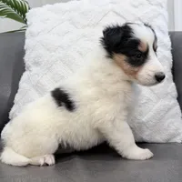 Helen - Gen. Clear AKC, a female Collie for sale in Dryden, VA – Photo 4 of 7