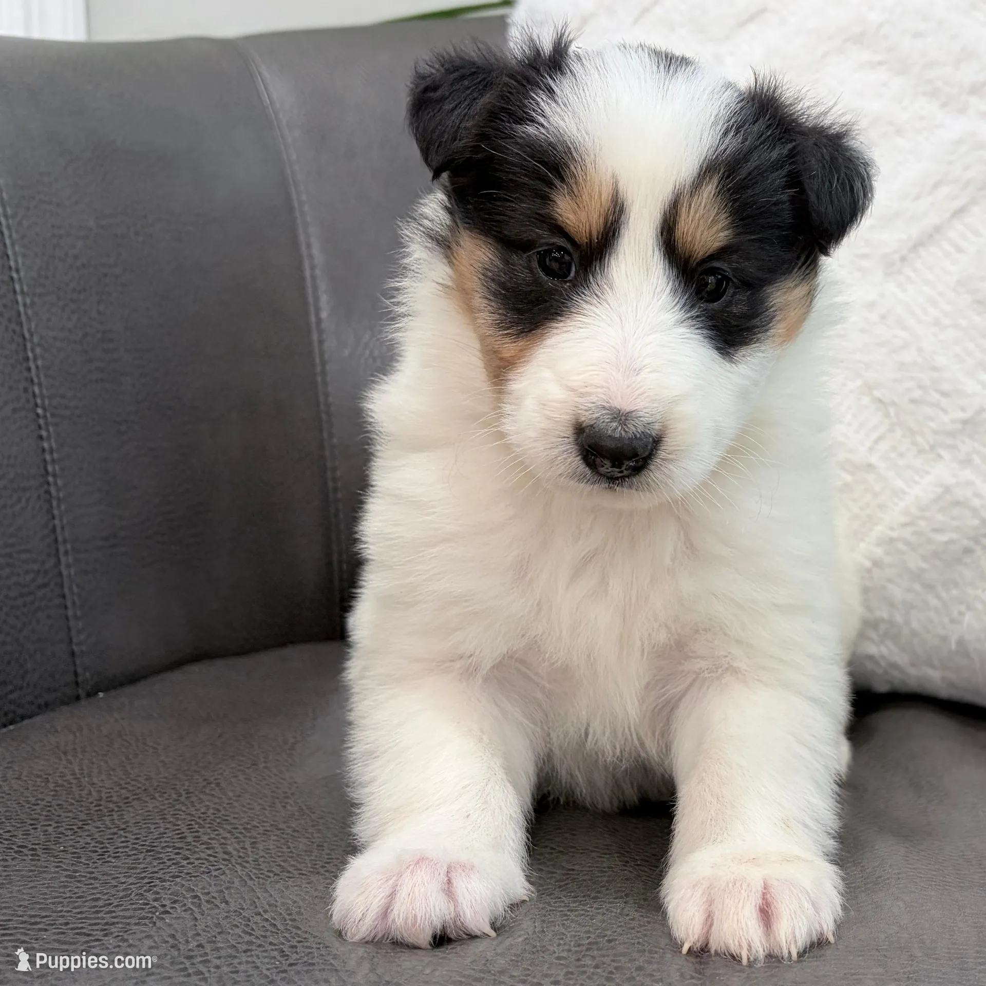 Helen - Gen. Clear AKC