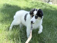 Helen - Gen. Clear AKC, a female Collie for sale in Dryden, VA – 6 of 9