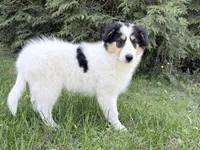 Helen - Gen. Clear AKC, a female Collie for sale in Dryden, VA – 5 of 9