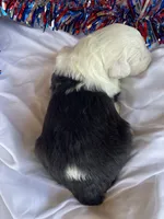 AKC MDR1Clear "HANCOCK", a male Old English Sheepdog for sale in Dryden, VA – 8 of 10