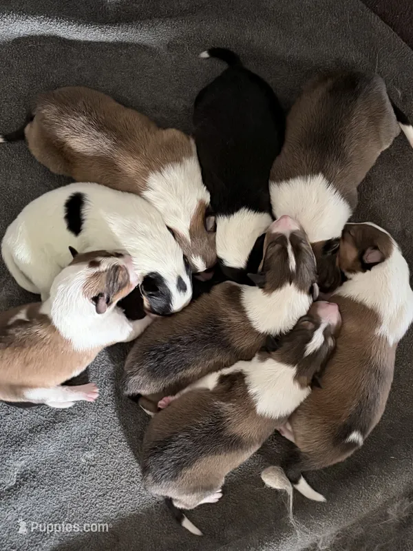 AKC, Gen. Clear Litter