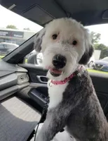 Upcoming AKC Old English Sheepdog Puppies!, a  Old English Sheepdog for sale in Dryden, VA – Photo 3 of 10