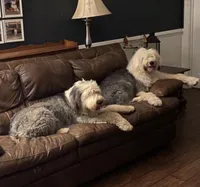 Upcoming AKC Old English Sheepdog Puppies!, a  Old English Sheepdog for sale in Dryden, VA – Photo 4 of 10