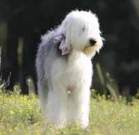 Upcoming AKC Old English Sheepdog Puppies!, a  Old English Sheepdog for sale in Dryden, VA – Photo 2 of 10