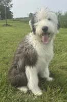 Upcoming AKC Old English Sheepdog Puppies!, a  Old English Sheepdog for sale in Dryden, VA – Photo 6 of 10