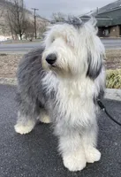 Upcoming AKC Old English Sheepdog Puppies!, a  Old English Sheepdog for sale in Dryden, VA – Photo 10 of 10