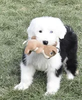 Upcoming AKC Old English Sheepdog Puppies!, a  Old English Sheepdog for sale in Dryden, VA – Photo 8 of 10