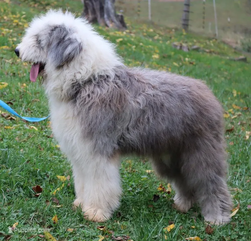 Upcoming AKC Old English Sheepdog Puppies!, a  Old English Sheepdog for sale in Dryden, VA – Photo 1 of 10