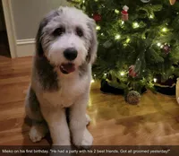 Upcoming AKC Old English Sheepdog Puppies!, a  Old English Sheepdog for sale in Dryden, VA – Photo 9 of 10