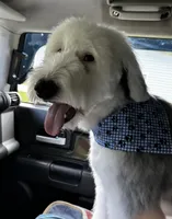 Upcoming AKC Old English Sheepdog Puppies!, a  Old English Sheepdog for sale in Dryden, VA – Photo 7 of 10