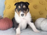 Cinnamon, a female Collie for sale in Dryden, VA – 5 of 10