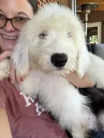 AKC MDR1Clear "HANCOCK", a male Old English Sheepdog for sale in Dryden, VA – 6 of 9