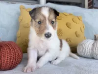 Pumpkin, a female Collie for sale in Dryden, VA – 6 of 10