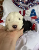 AKC MDR1 CLEAR "PHILADELPHIA", a female Old English Sheepdog for sale in Dryden, VA – 8 of 10