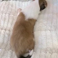 Lassie - PENDING, a female Collie for sale in Dryden, VA – Photo 3 of 6