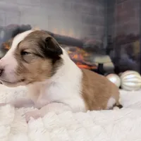 Lassie - PENDING, a female Collie for sale in Dryden, VA – Photo 6 of 6