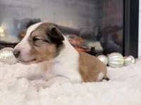 Lassie - PENDING, a female Collie for sale in Dryden, VA – Photo 6 of 6