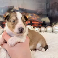 Lassie - PENDING, a female Collie for sale in Dryden, VA – Photo 5 of 6