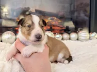 Lassie - PENDING, a female Collie for sale in Dryden, VA – Photo 5 of 6