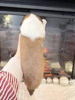 Lassie - PENDING, a female Collie for sale in Dryden, VA – Photo 4 of 6