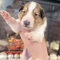 Lassie - PENDING, a female Collie for sale in Dryden, VA – Photo 1 of 6