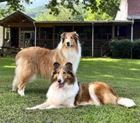 Lassie - PENDING, a female Collie for sale in Dryden, VA – Photo 2 of 6