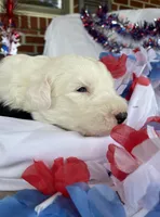 AKC MDR1 CLEAR "PHILADELPHIA", a female Old English Sheepdog for sale in Dryden, VA – 6 of 10