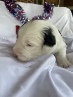 AKC MDR1 CLEAR "Walton", a male Old English Sheepdog for sale in Dryden, VA – 6 of 10