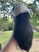 AKC MDR1 CLEAR "Walton", a male Old English Sheepdog for sale in Dryden, VA – 5 of 10