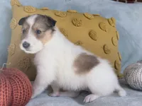 Pumpkin, a female Collie for sale in Dryden, VA – 8 of 10