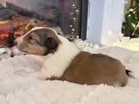 processed/3a524e41-d92b-448e-b297-986a9f70feeb/listing/f12371a8-006b-4b1b-8a42-44fe33ceabf7/6e8d9f9e-22d9-4779-b194-19b80eb8c606