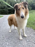 Gerald - AKC gen. clear, a male Collie for sale in Dryden, VA – 5 of 10