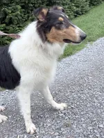 Chippy - AKC male, a male Collie for sale in Dryden, VA – 3 of 5