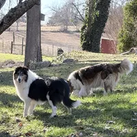 Flint , a male Collie for sale in Dryden, VA – Photo 6 of 10