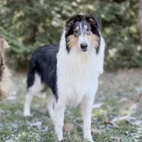 Flint , a male Collie for sale in Dryden, VA – Photo 1 of 10
