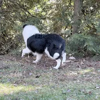 Flint , a male Collie for sale in Dryden, VA – Photo 4 of 10