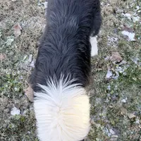 Flint , a male Collie for sale in Dryden, VA – Photo 7 of 10