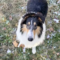 Flint , a male Collie for sale in Dryden, VA – Photo 8 of 10