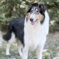 Flint , a male Collie for sale in Dryden, VA – Photo 10 of 10