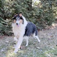 Flint , a male Collie for sale in Dryden, VA – Photo 9 of 10