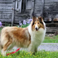 Flint , a male Collie for sale in Dryden, VA – Photo 2 of 10