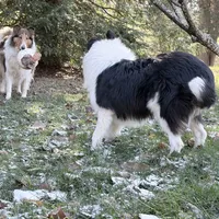 Flint , a male Collie for sale in Dryden, VA – Photo 5 of 10