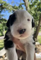 AKC MDR1 Clear "Thomas", a male Old English Sheepdog for sale in Dryden, VA – 1 of 10