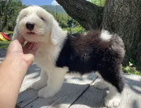 AKC MDR1Clear "HANCOCK", a male Old English Sheepdog for sale in Dryden, VA – 5 of 7